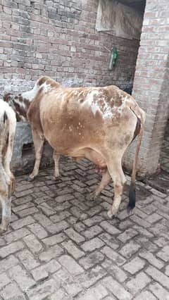 cholistani cross cow urgent sale