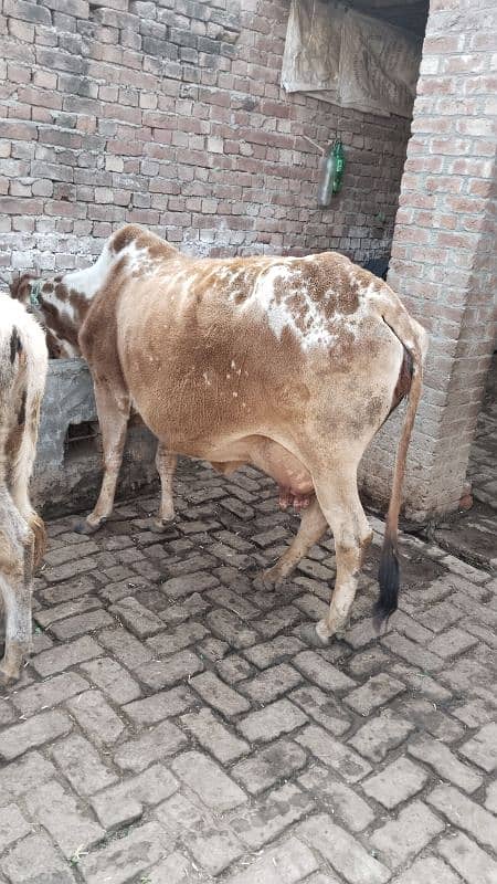 cholistani cross cow urgent sale 0