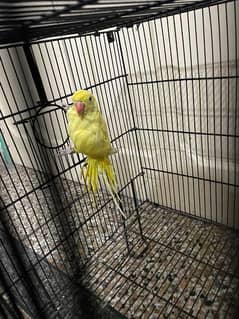 yellow female parrot