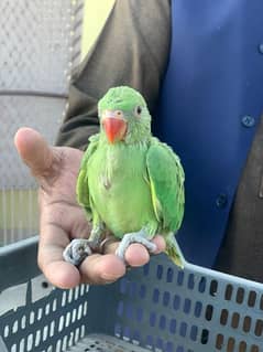 Green parrot katha