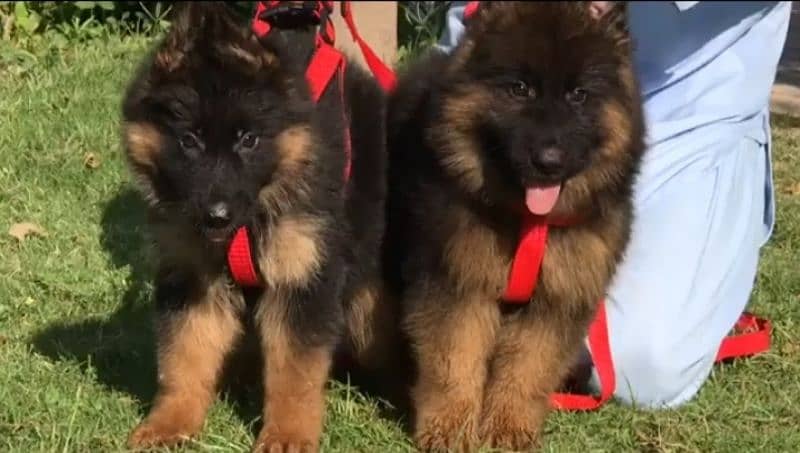 German shepherd Long Coat Male & Female puppy 03317660132WhatsApp 0