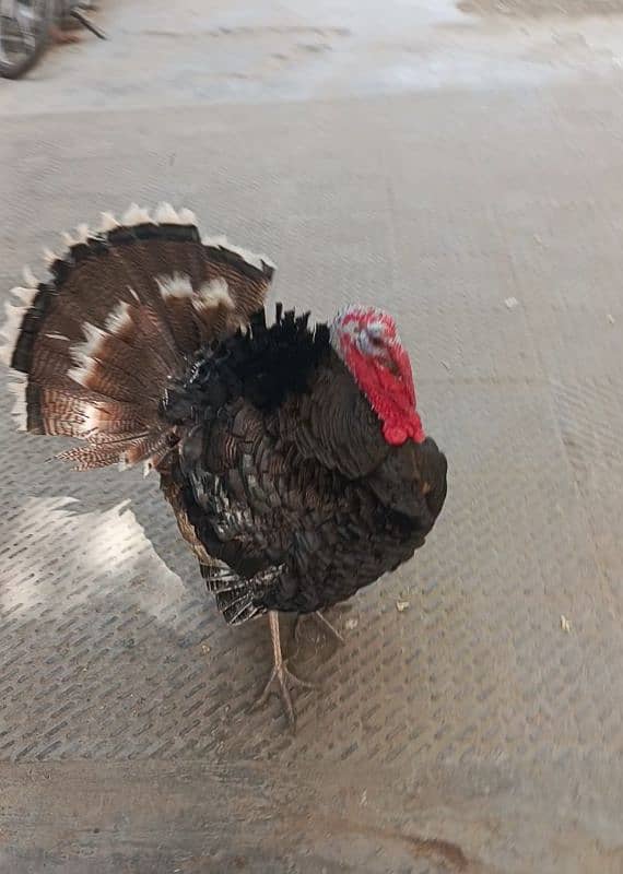 Turkey Hen Male age 9 month healthy and active for sale 03456005015 0