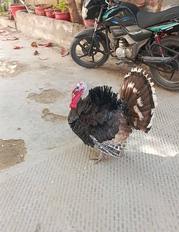 Turkey Hen Male age 9 month healthy and active for sale 03456005015 1