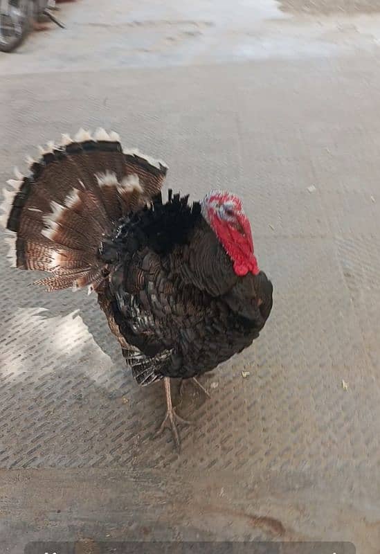 Turkey Hen Male age 9 month healthy and active for sale 03456005015 2