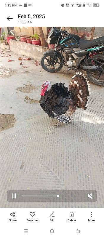 Turkey Hen Male age 9 month healthy and active for sale 03456005015 3