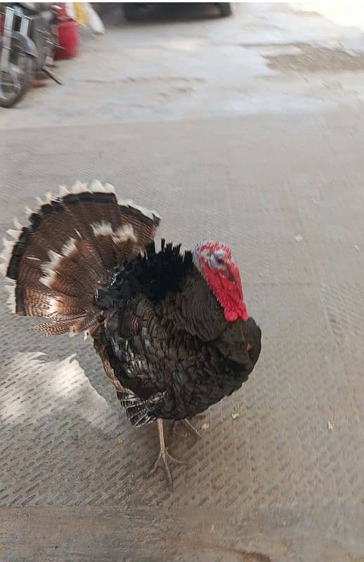 Turkey Hen Male age 9 month healthy and active for sale 03456005015 4