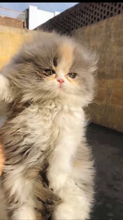 peki blood line fluffy kitten