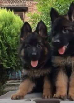 German shepherd Long Coat Male & Female puppy 03317660132WhatsApp