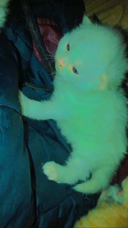 20 days persian triple coated blue eyes kitten 1