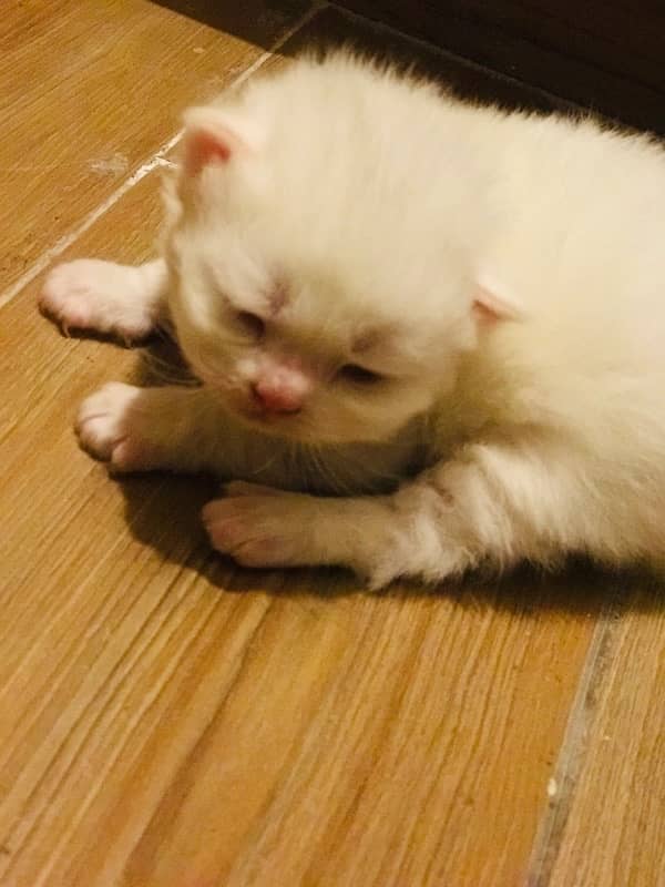 20 days persian triple coated blue eyes kitten 5