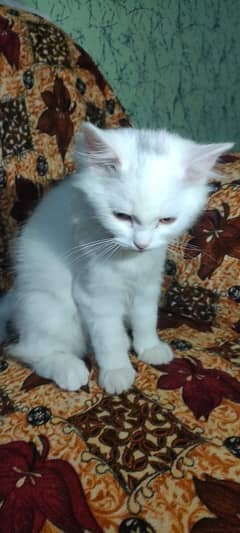 white Persian Cat pair