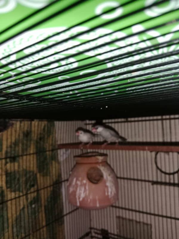 Birds with Master cage 0