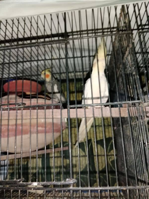 Birds with Master cage 2