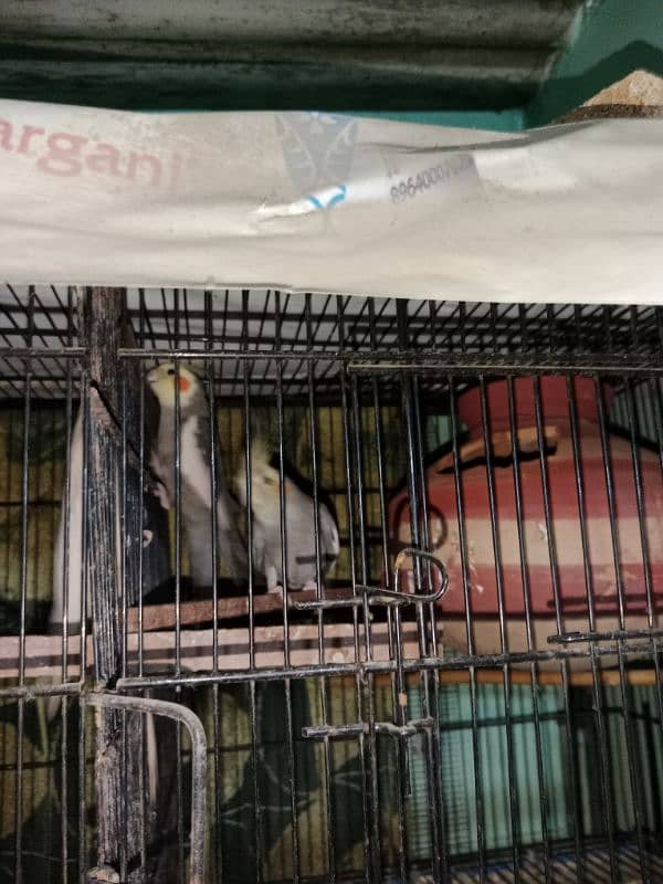 Birds with Master cage 3