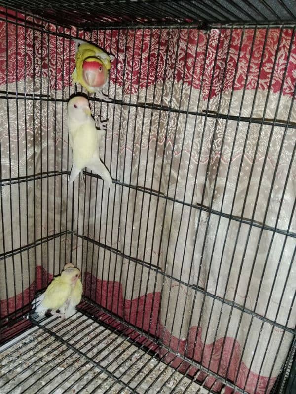 Birds with Master cage 6