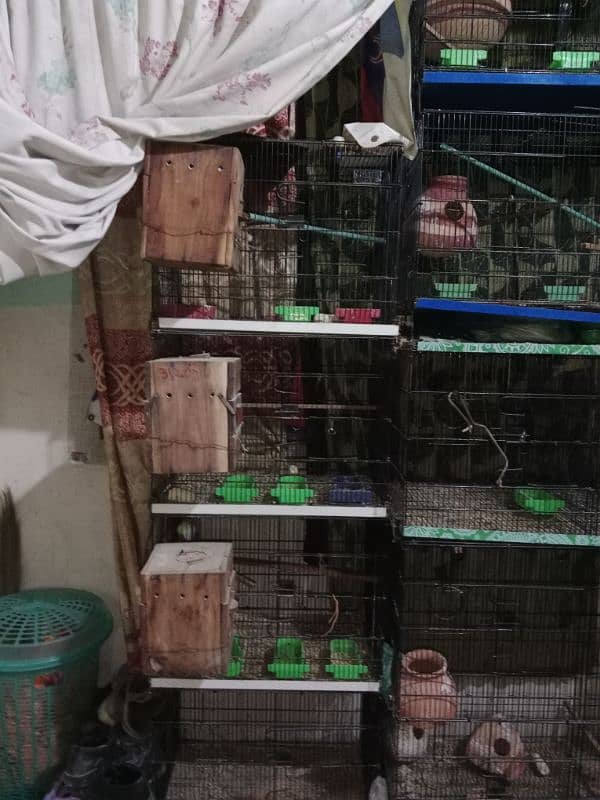 Birds with Master cage 7