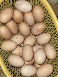 grey buff eggs