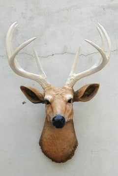 DEER Jumbo Customized Available in All colour