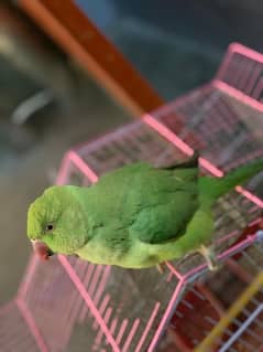 Green Parrot