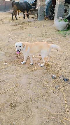 Full Train Labrador for Sale