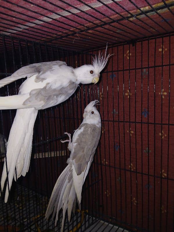 coctail eno pied pair for sale age READ FULL ADD 1