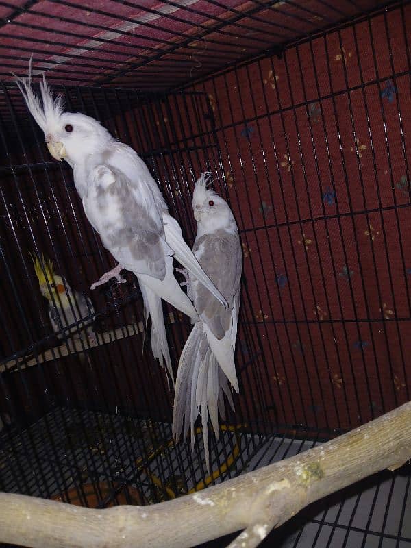 coctail eno pied pair for sale age READ FULL ADD 2