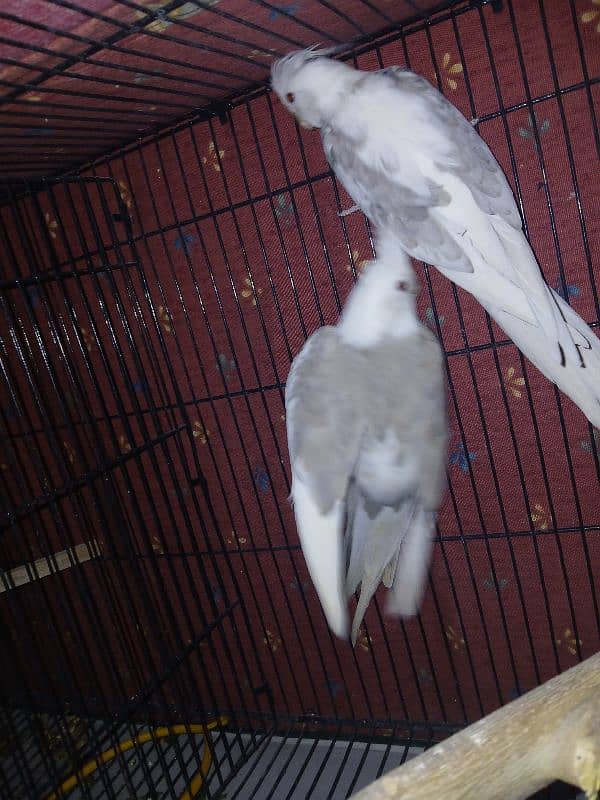 coctail eno pied pair for sale age READ FULL ADD 3