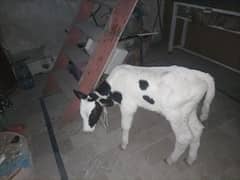 cow baby