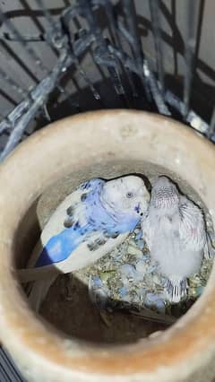 Budgies