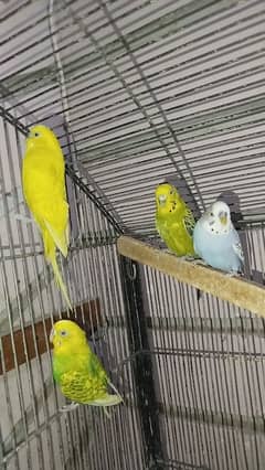 Budgies setup for sale