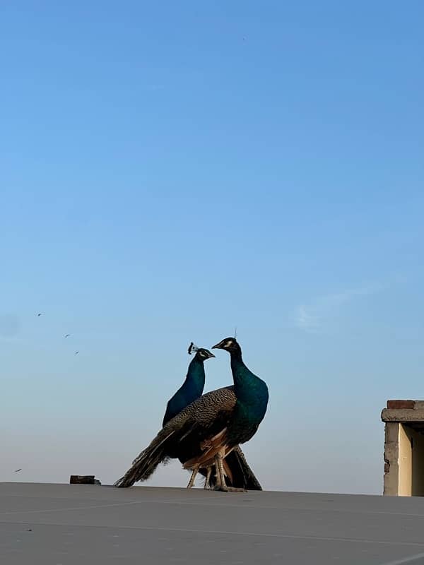 peacocks pair 0