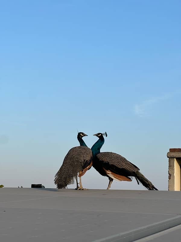 peacocks pair 1