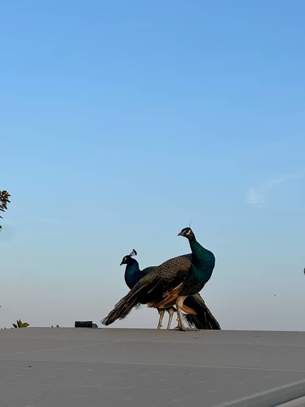 peacocks pair 2