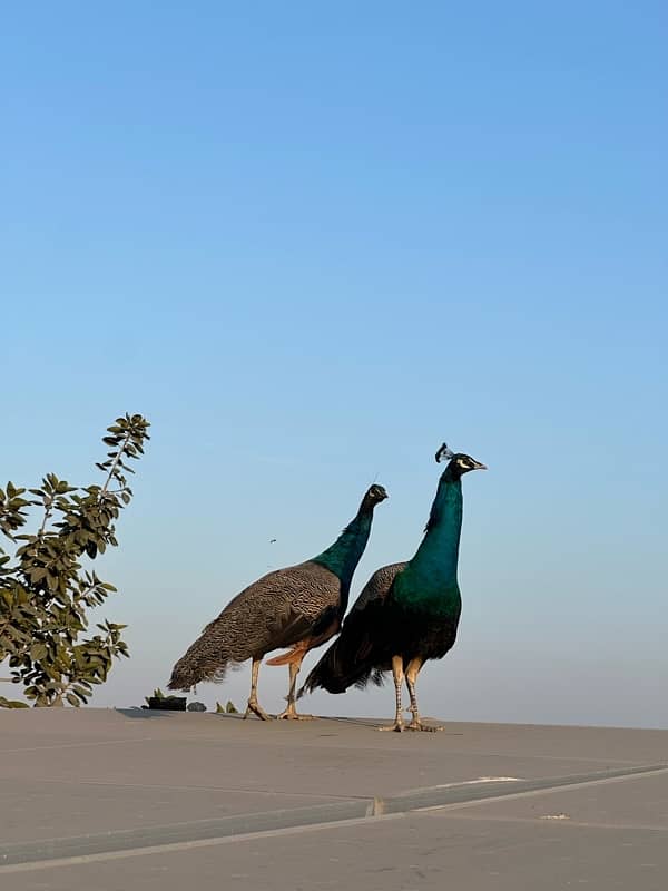 peacocks pair 3