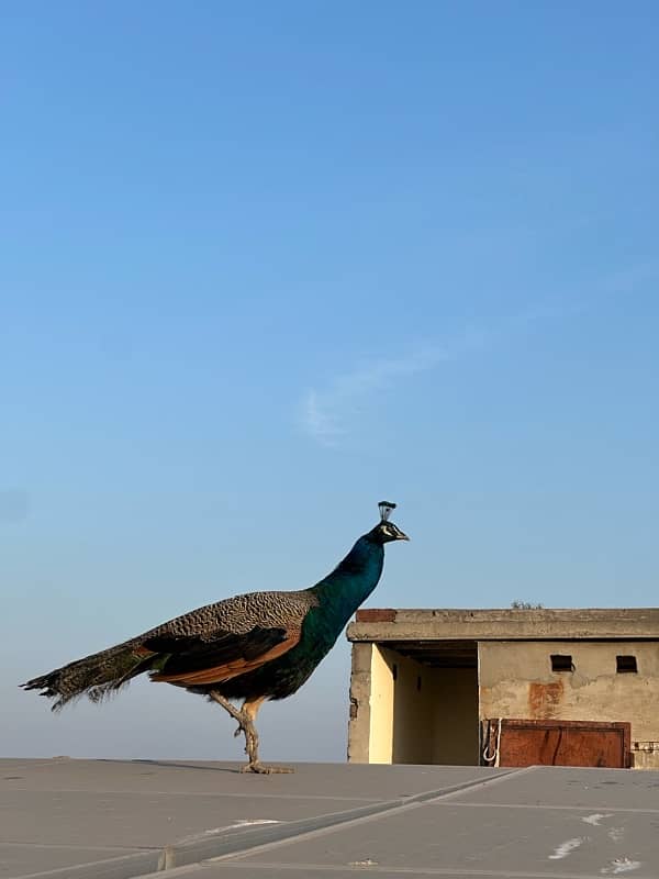 peacocks pair 4