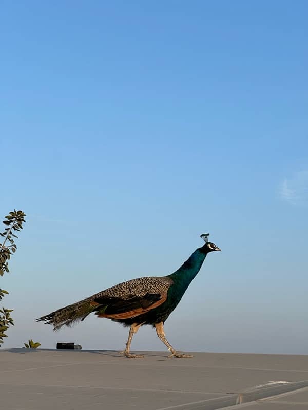 peacocks pair 5