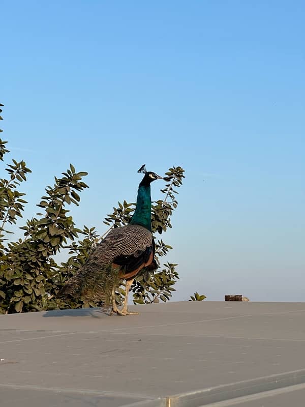 peacocks pair 6