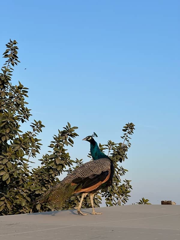 peacocks pair 7