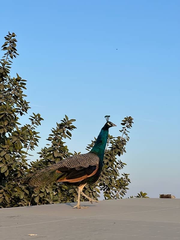 peacocks pair 8