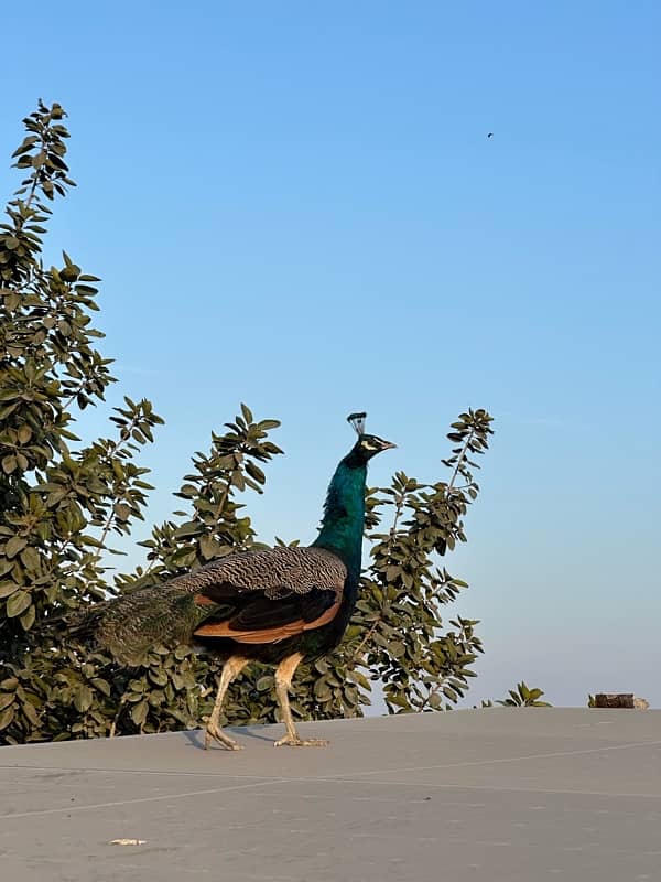 peacocks pair 9