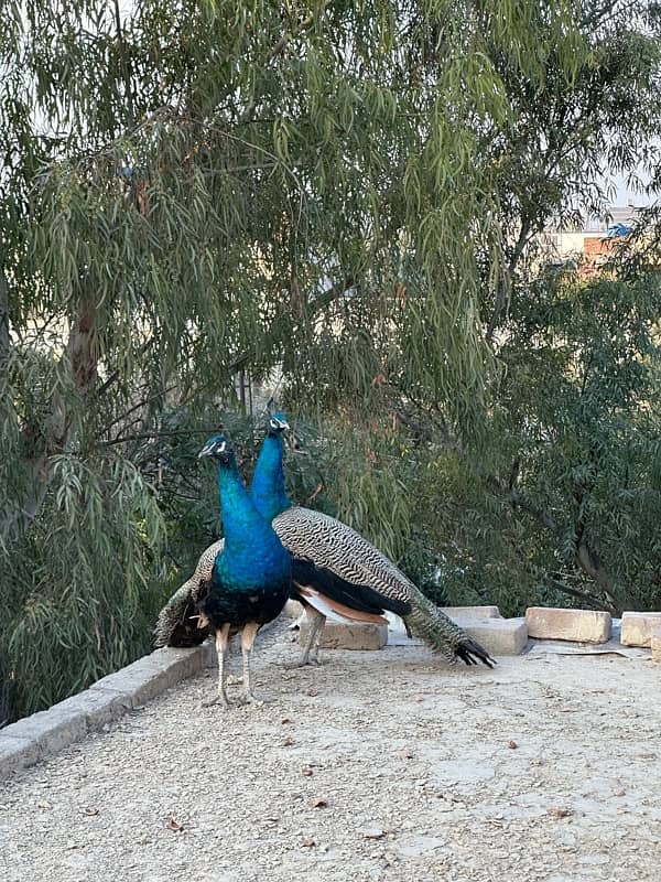 peacocks pair 10