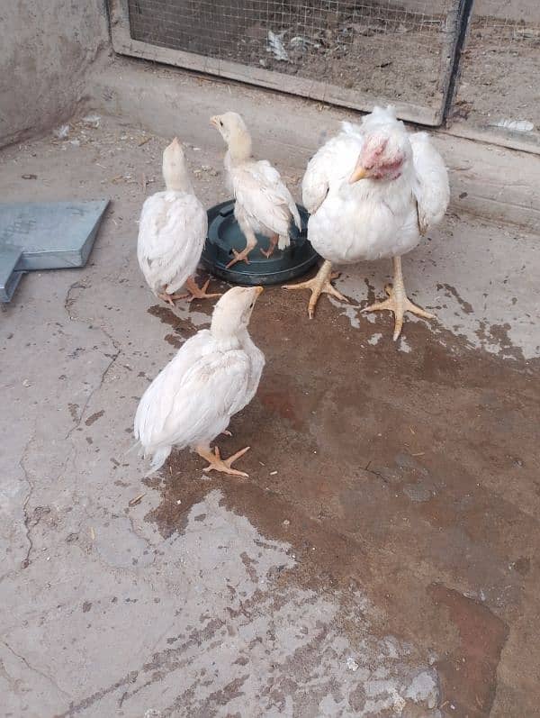 Heera Aseel chicks available 0