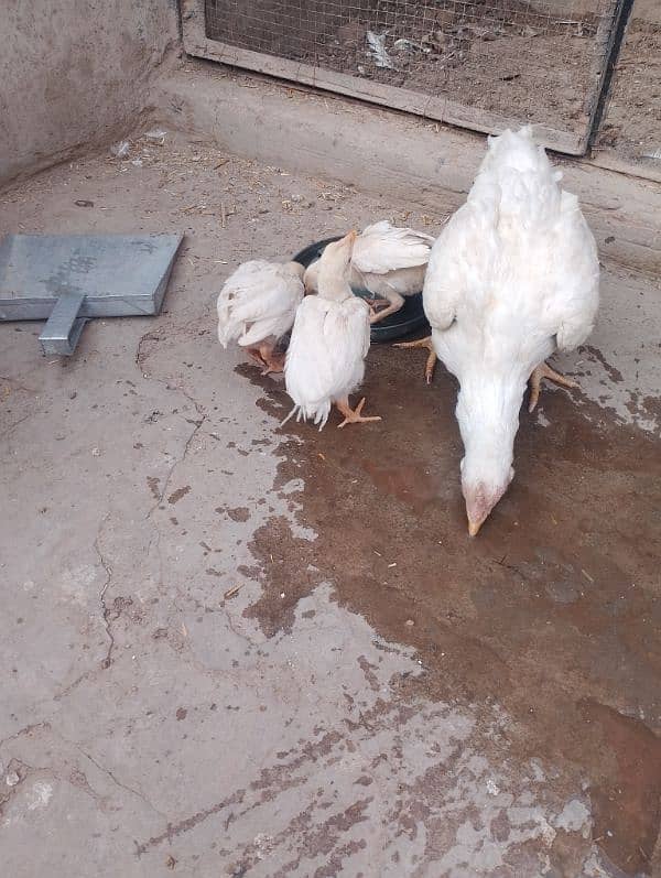 Heera Aseel chicks available 1