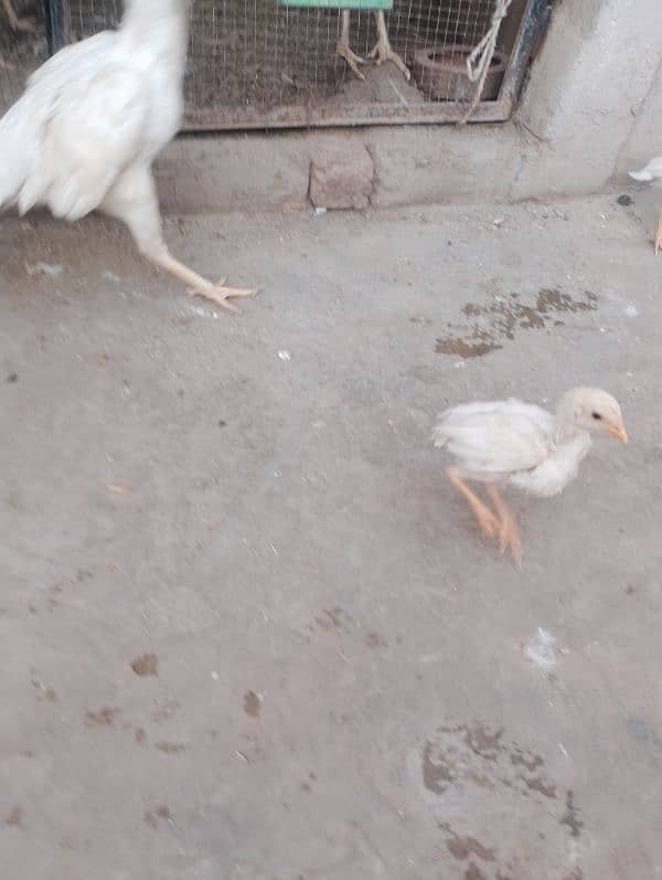 Heera Aseel chicks available 2