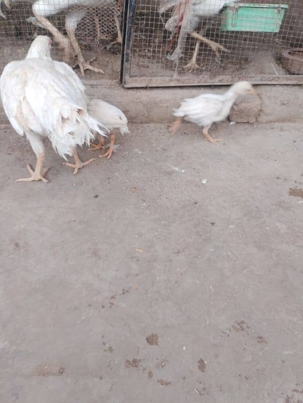 Heera Aseel chicks available 3