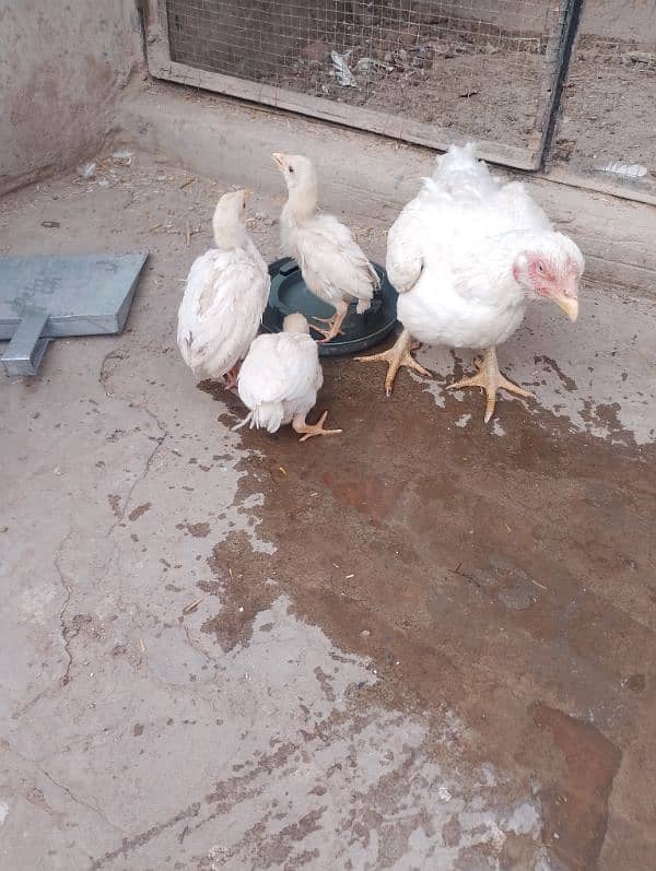 Heera Aseel chicks available 4