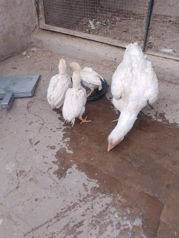 Heera Aseel chicks available 6