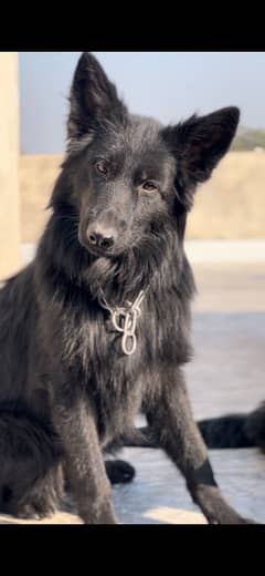 Top quality Pedigree black German Shepherd pair/gsd/black shepherd dog