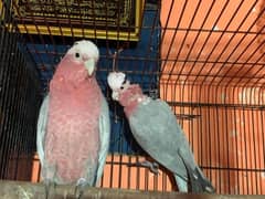 galah cockatoo pair