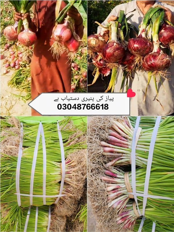 پنیری!! پیاز مرچ بینگن ٹماٹر  Paneeri pyaz mirch onion agri seeds piaz 2